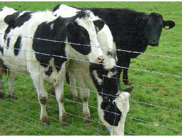 養殖圍欄網圖片3