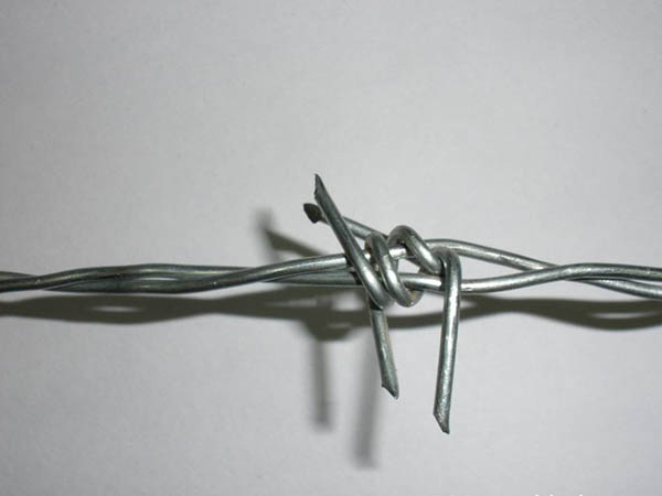 青海鐵蒺藜圖片4